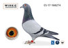 Petit-fils de Lucky Inbreed