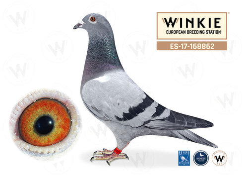 Consanguinea de Kleine Dirk