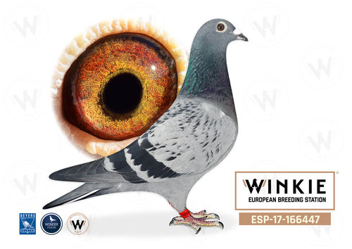 consanguin de Kleine Dirk