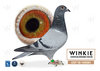 Descendiente de Jonge Bazooka y Blauwe 778