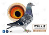 Descendant of Jonge Bazooka y Blauwe 778