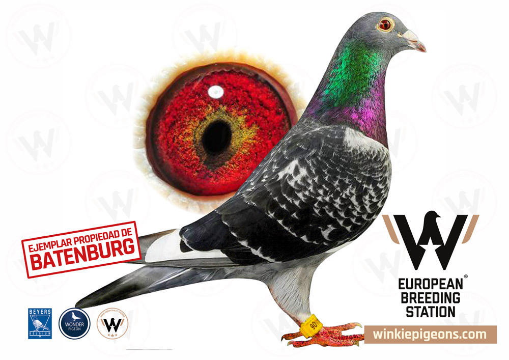 New Witbuik