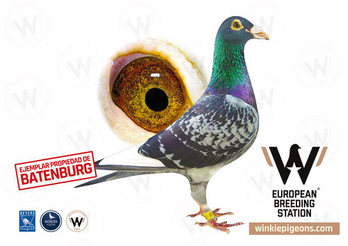 De Jonge Witbuik