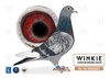 Granddaughter of of Jonge Witbuik and New Witbuik