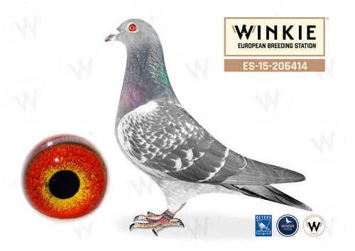 Consanguinea de Crow