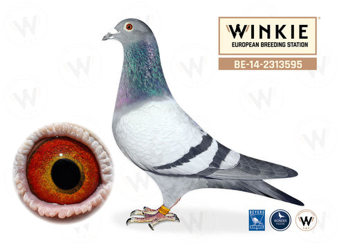 Descendant of Bliksem and Wittenbuik