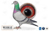 Petite-fille consanguin de Rudy