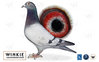 Petit-fils consanguin de Rudy