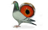 Kroon 972