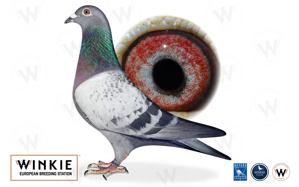 Descendant Consanguin de Kleine Dirk