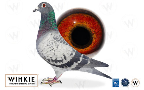 Petite-fille consanguin de Blauwe Vanoppen