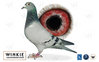 Petite-fille consanguin de Blauwe Vanoppen