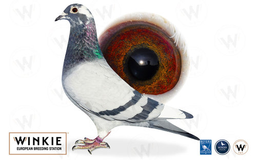 Descendant de Blauwe Vanoppen