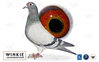 Descendant de Blauwe Vanoppen