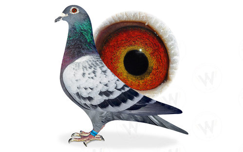 Descendant de Blauwe Vanoppen