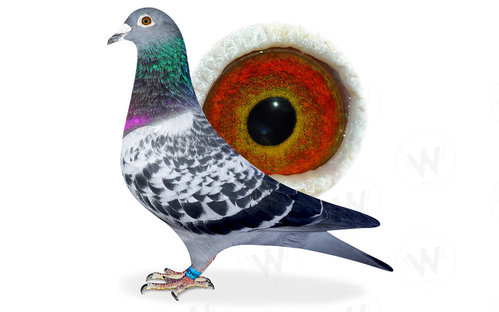 Descendant de Blauwe Vanoppen