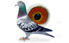 Descendant de Blauwe Vanoppen