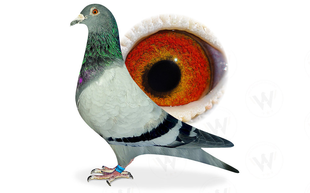 Descendant de Blauwe Vanoppen