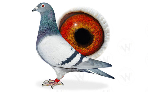 Descendant Consanguin de Blauwe Vanoppen