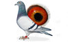 Descendant Consanguin de Blauwe Vanoppen