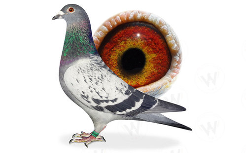 Descendant Consanguin de Blauwe Vanoppen