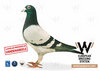 Wittenbuik