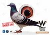 Marieke