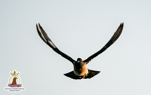 Read more: A WINKIE Pigeon, winner of the final training of the 245 km Pattaya OLR