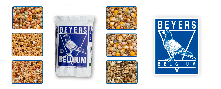 Leer más: La alimentación en la paloma de competición