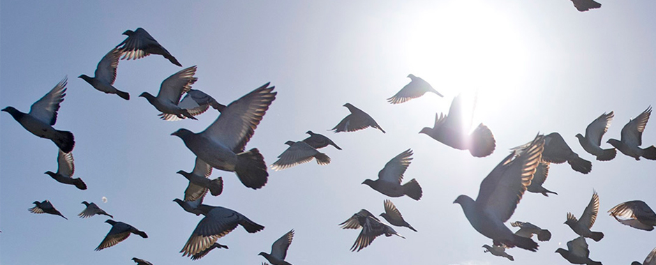Leer más: Proceso de preparación para envío de las palomas WINKIE