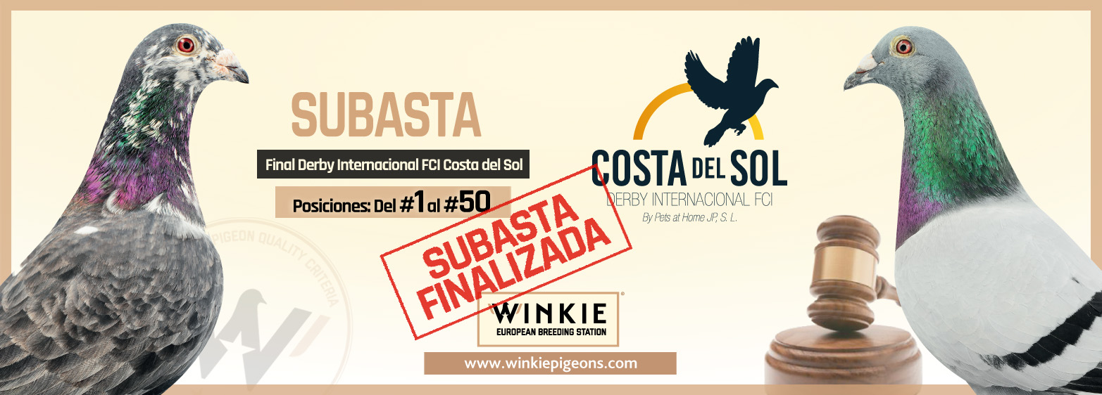Leer más: Las palomas extranjeras son las más cotizadas en la subasta del Derby Costa del Sol