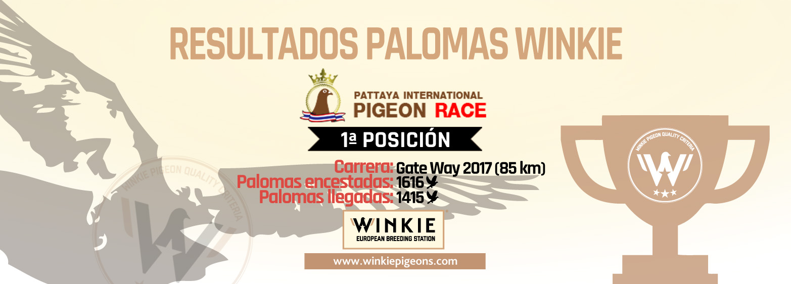 Lire plus: Primera posición para la paloma WINKIE en el último entrenamiento del Derby Pattaya Oneloftrace