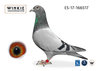 Petit-fils de Royal Azul