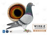 Hija de Consanguineo de Blinksem X Consanguineo de Champion Blinksem