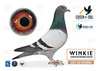 #46 AMS PIGEONS RACE