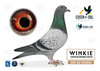 #114 AMS PIGEONS RACE