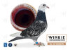 Descendant de Witbuik y New Laureaat