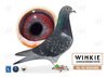 Descendiente The Special One X Descendiente Consanguineo de Witbuik 153