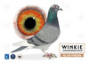 Descendiente Consanguineo Golden Lady X Nieta de Blauwe Dirk
