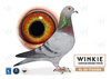 Paloma propiedad de Winkie Pigeons