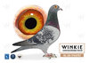 Paloma propiedad de Winkie Pigeons