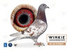Descendiente Consanguineo de Eagle Eye