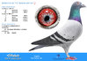 Het Blauw Jan 135. Padre BE6057565-18, Madre BE6055564-17