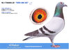 DEN 469AD/Hijo d/BE6274627-15:Padre d/ACE V PUT/Hijo d/NL1162798-18:1/2 hna d/3.Nat Ace PigeonKBDB