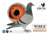 #24 BODNAR PIGEONS TEAM