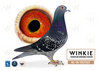 Descendiente de Blauwe Vanoppen