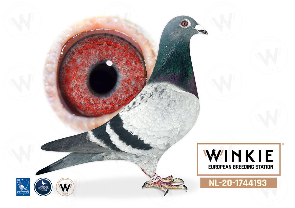 Descendiente de grandes campeones de Janssen Arendonk | Venta Directa