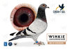 #123 MONICK NYS PIGEONS