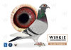 Descendiente consanguineo de Elfpenner X Descendiente de Hen Golden Pair Base breeder