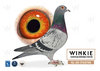Descendiente consanguineo de New Freddy X Descendiente de Lucky Inbreed